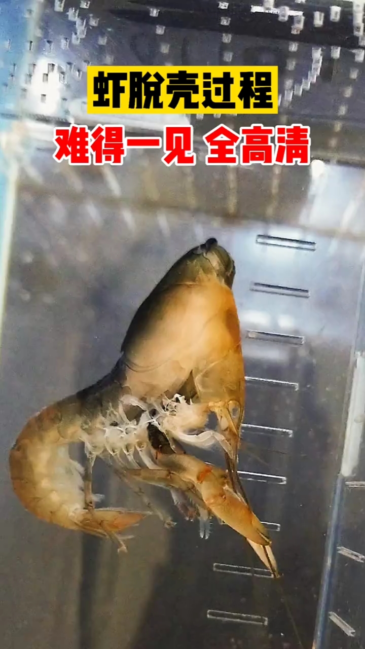 极火虾蜕壳图片