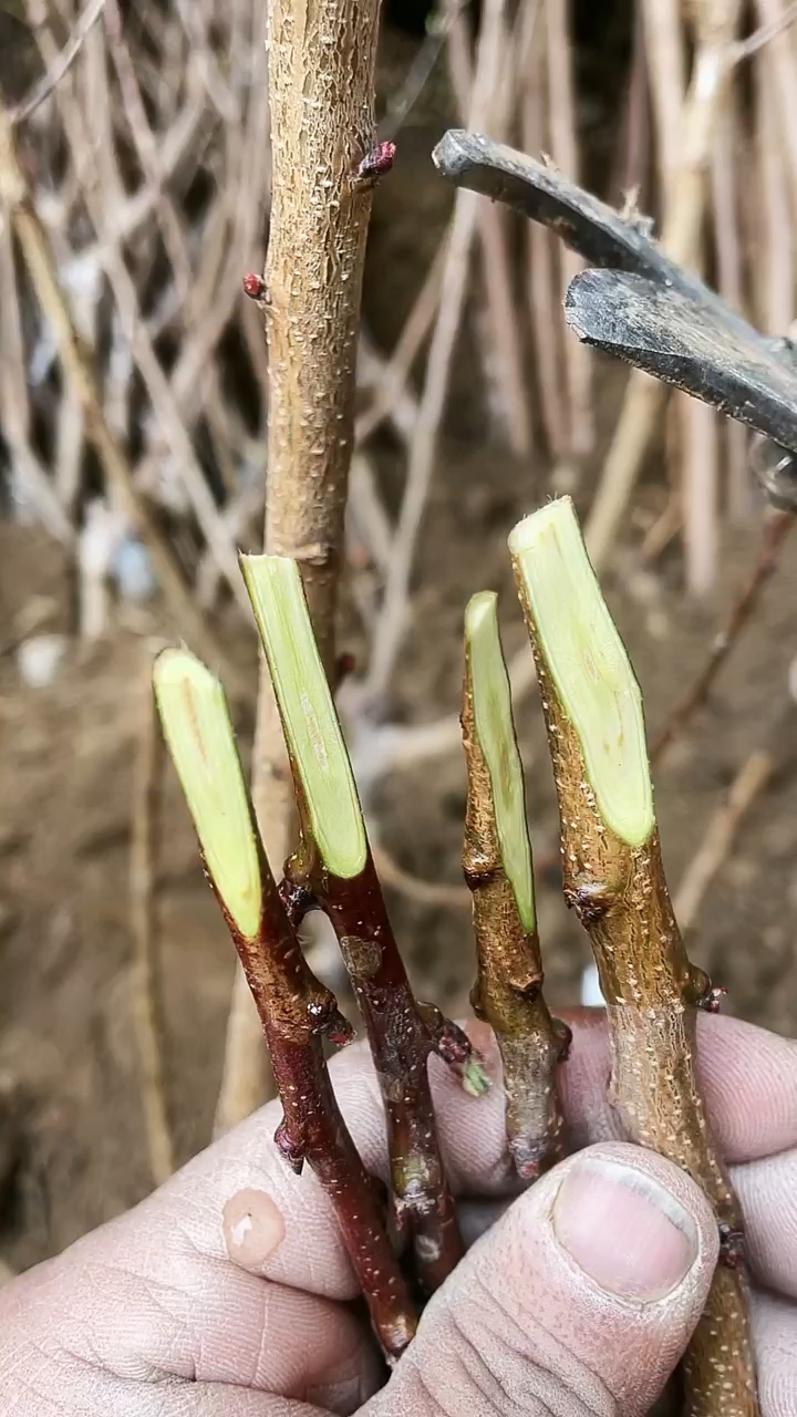 春日小视频有奖征集活动