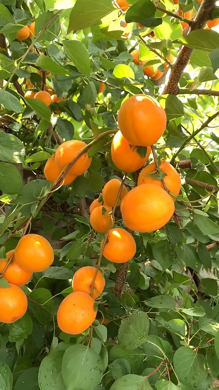 这个就是黄金杏特别甜