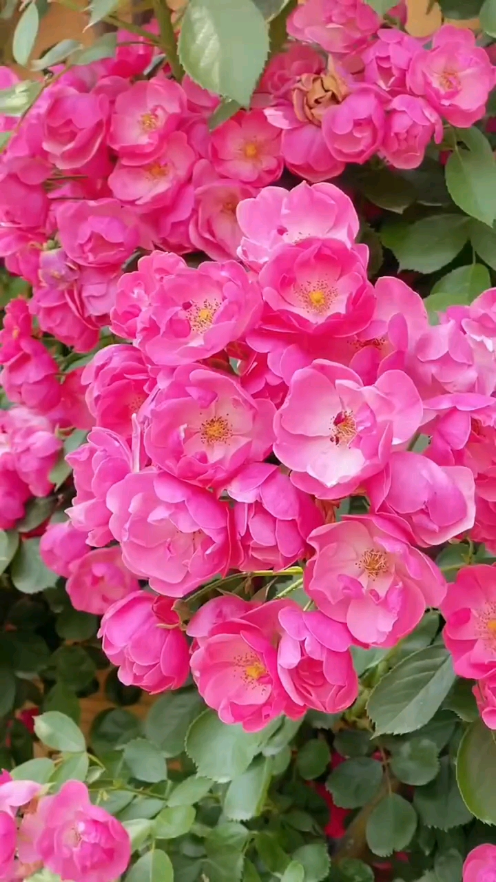 藤本月季安吉拉花量多花期长多季循环开花