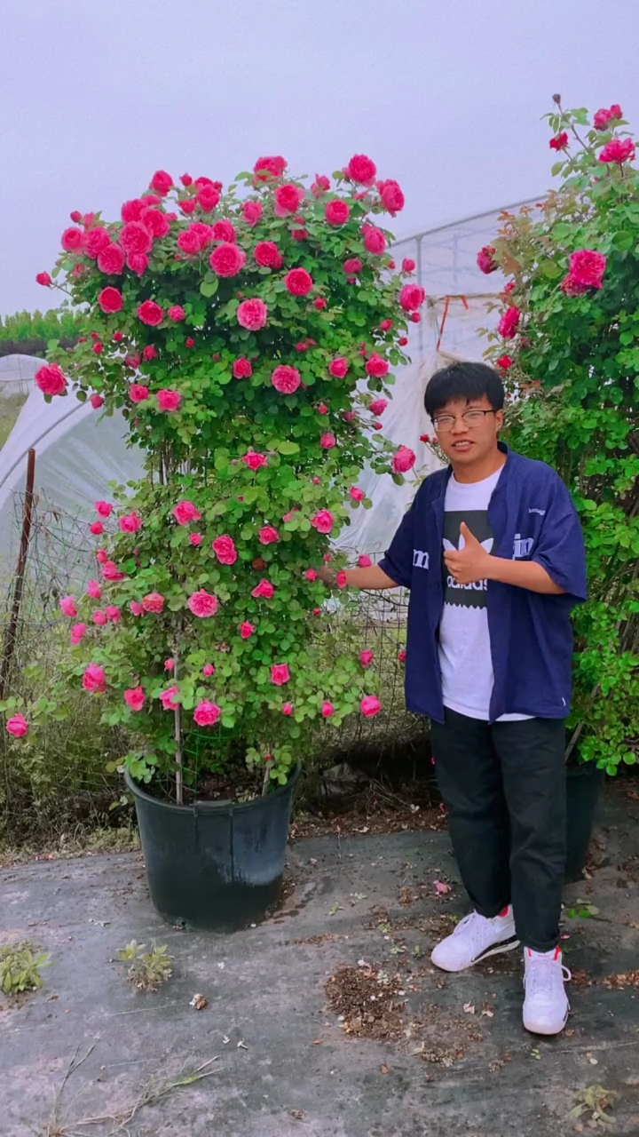 藤本月季花柱造型,多季循环开花