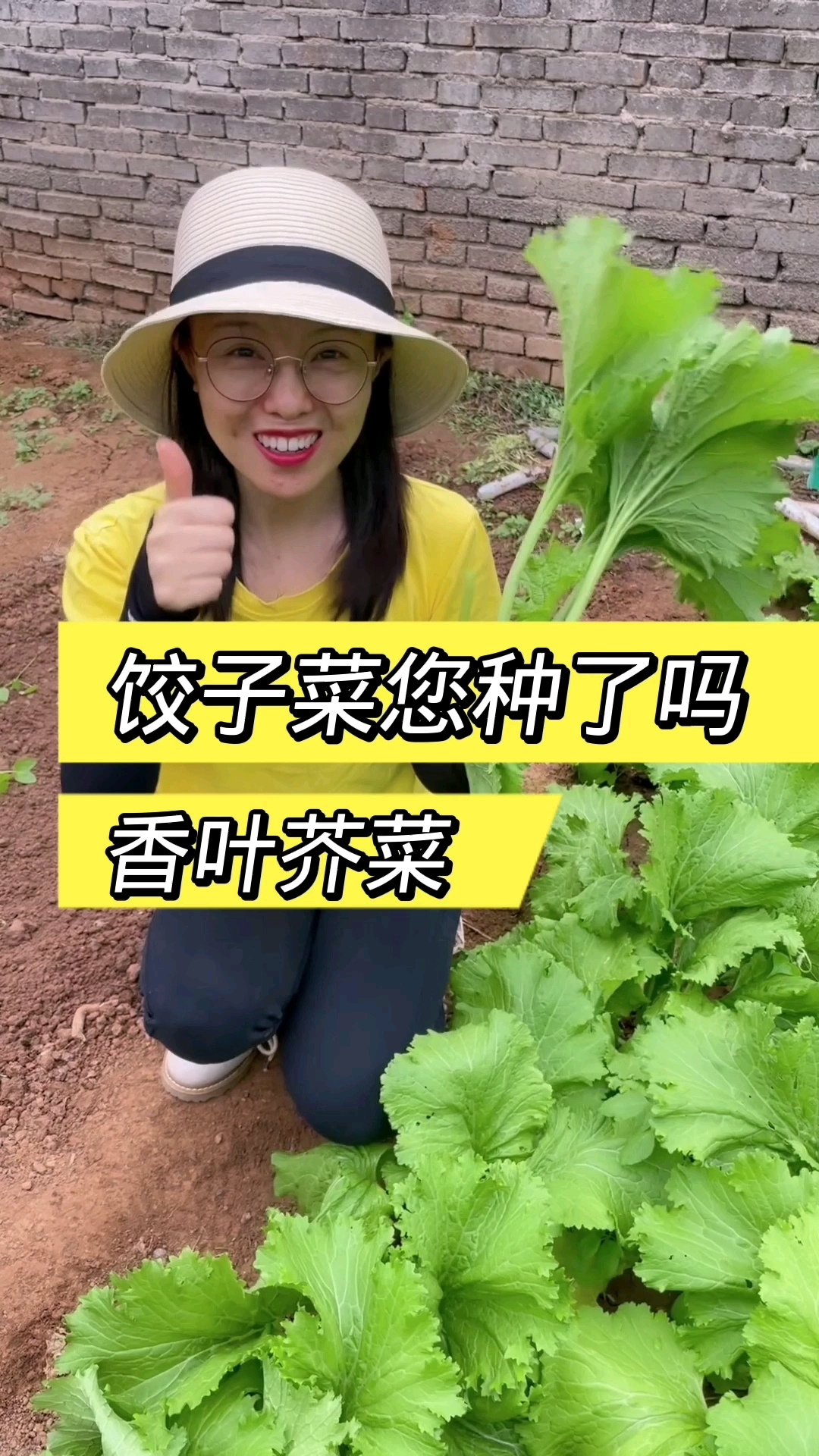 饺子菜也叫香叶芥菜清香芥菜包饺子风味独特清香馋人您也种一些尝尝吧