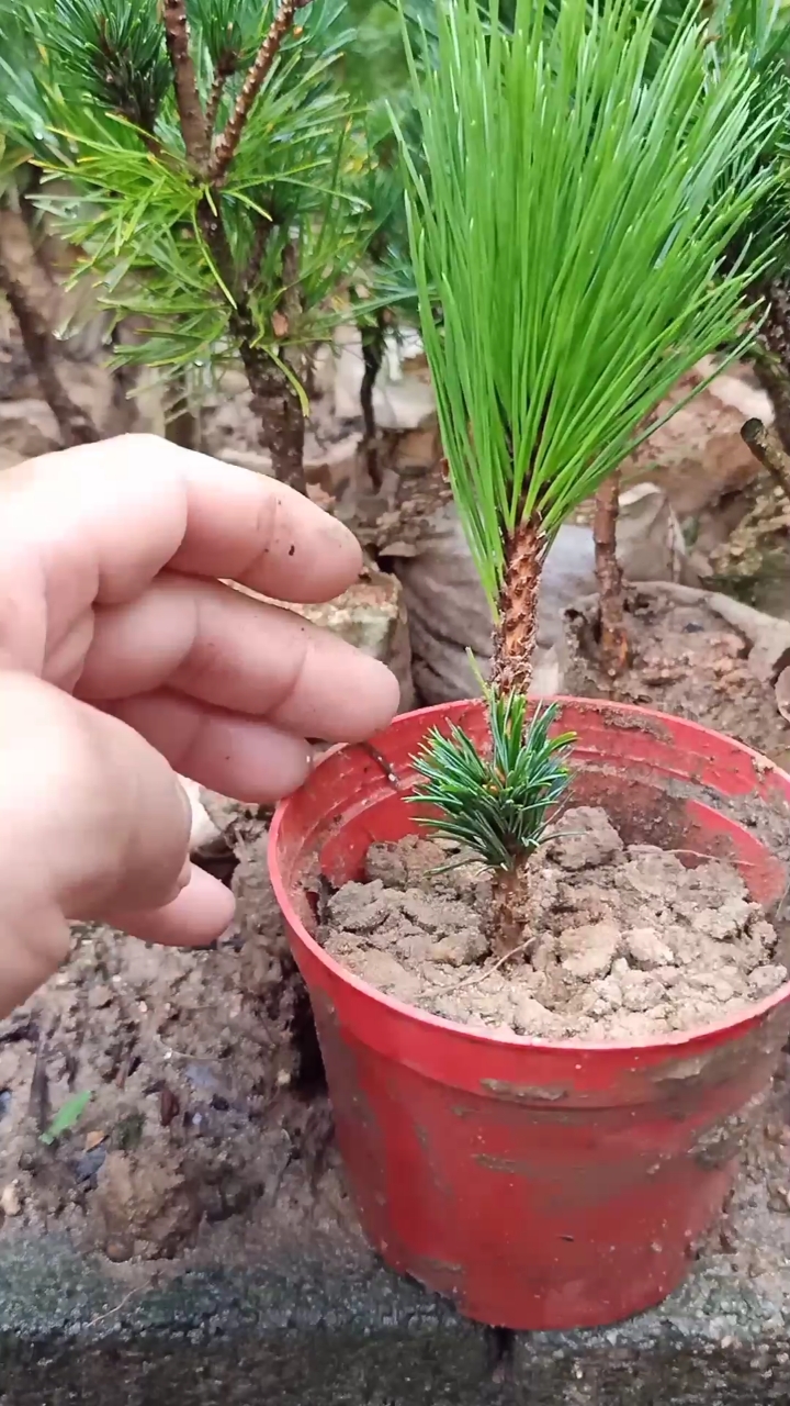 嫁接技术#黑松腹部嫁接五针松小技巧,成活率极高