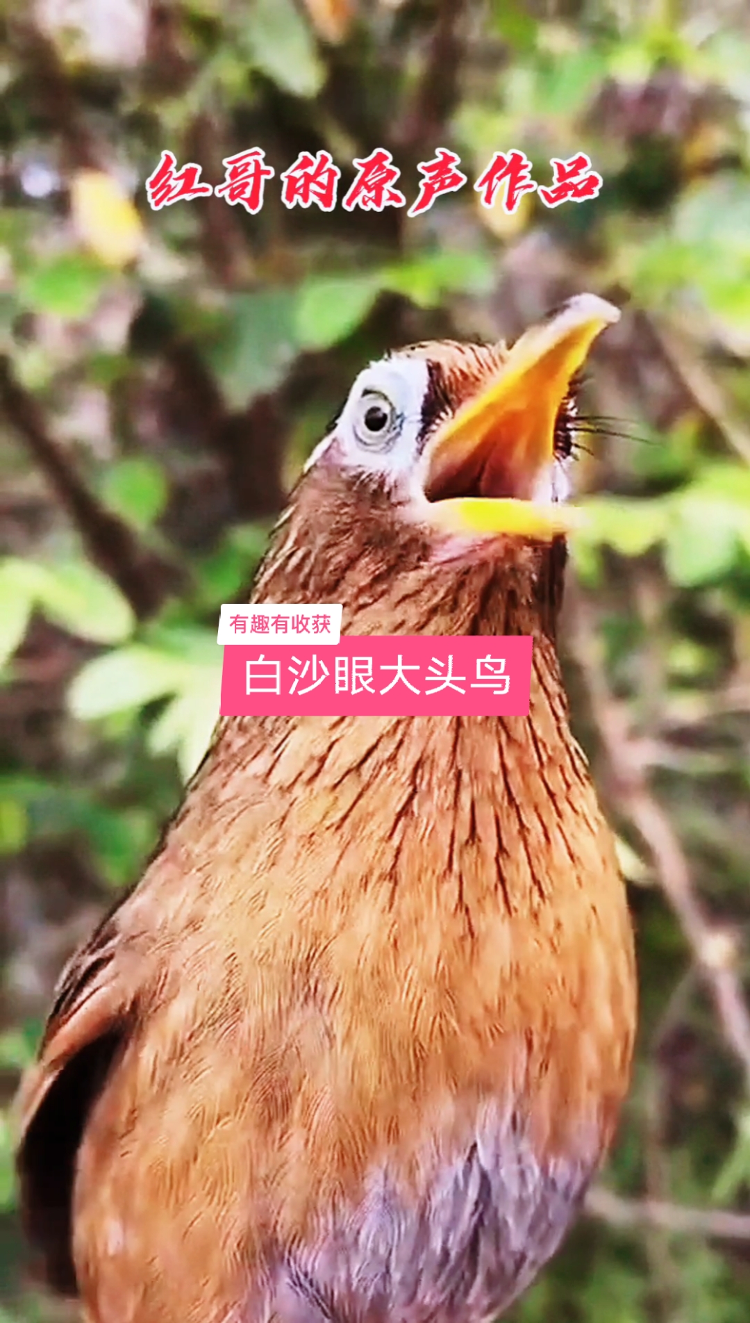 畫眉鳥#大頭白沙眼,威武霸氣