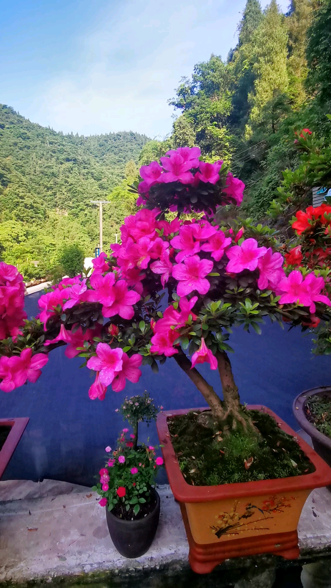 夏天开花的杜鹃夏鹃