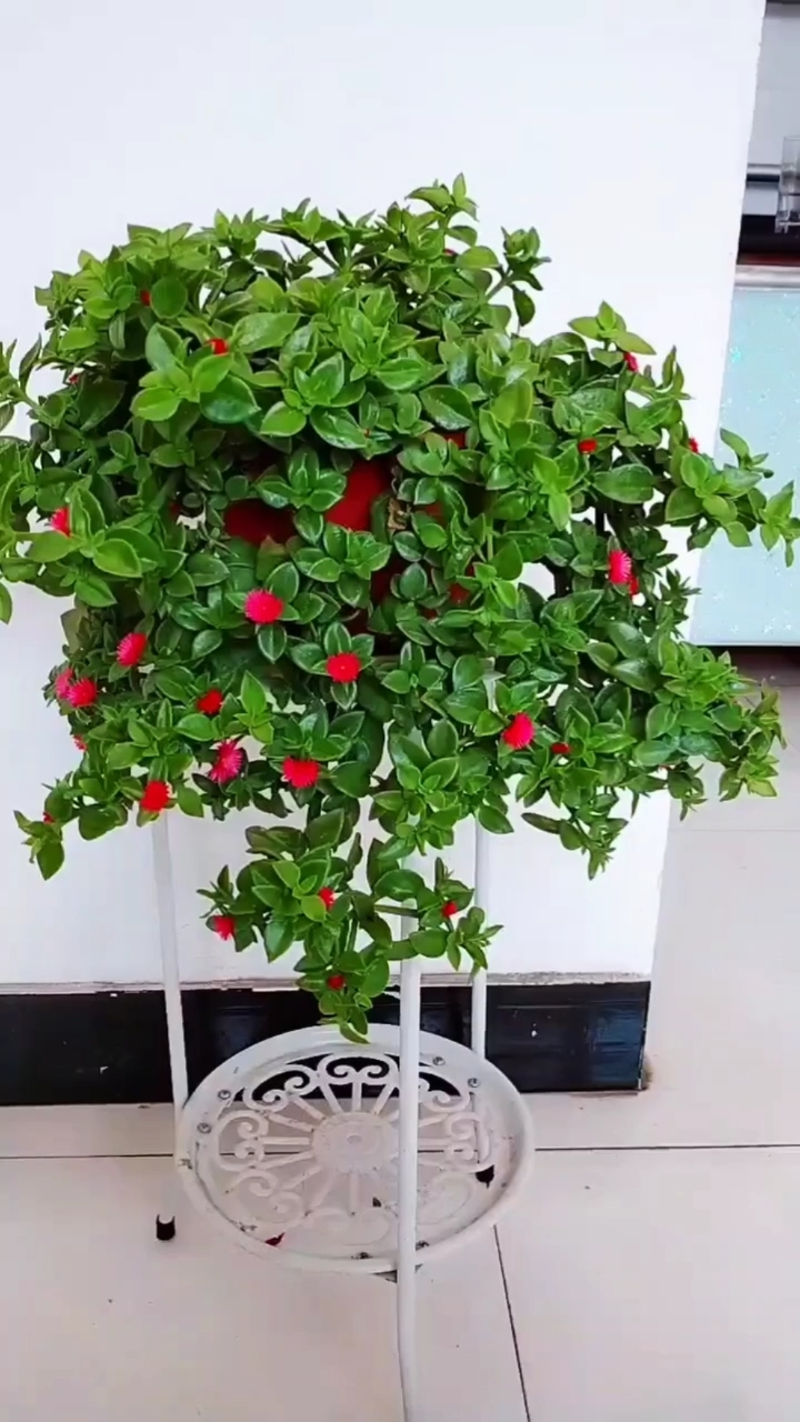 养牡丹吊兰一定要具备这样的条件,如果没有就别养了,喜欢的觉得有用给