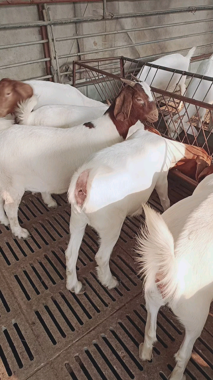 多胎多羔,成活率高.适合男女老少养殖.