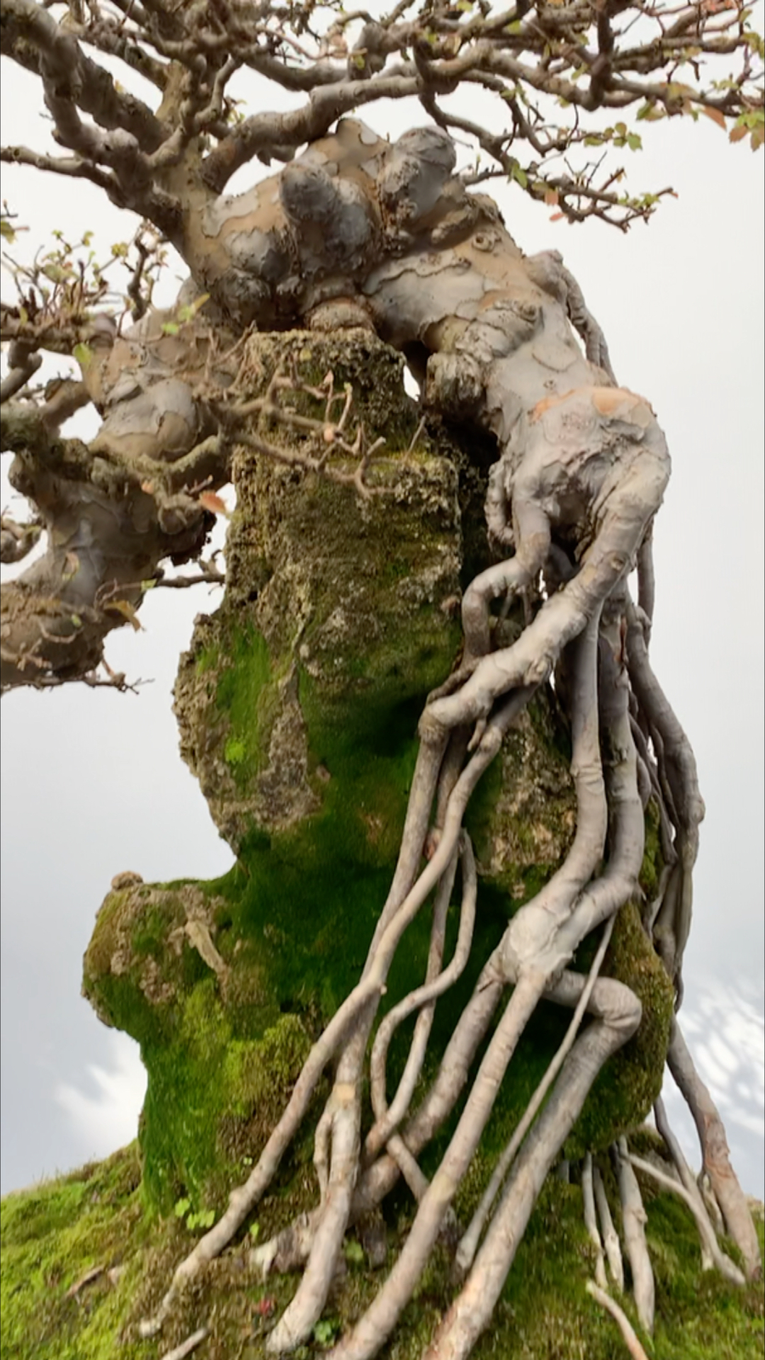 精品抱石榆树盆景