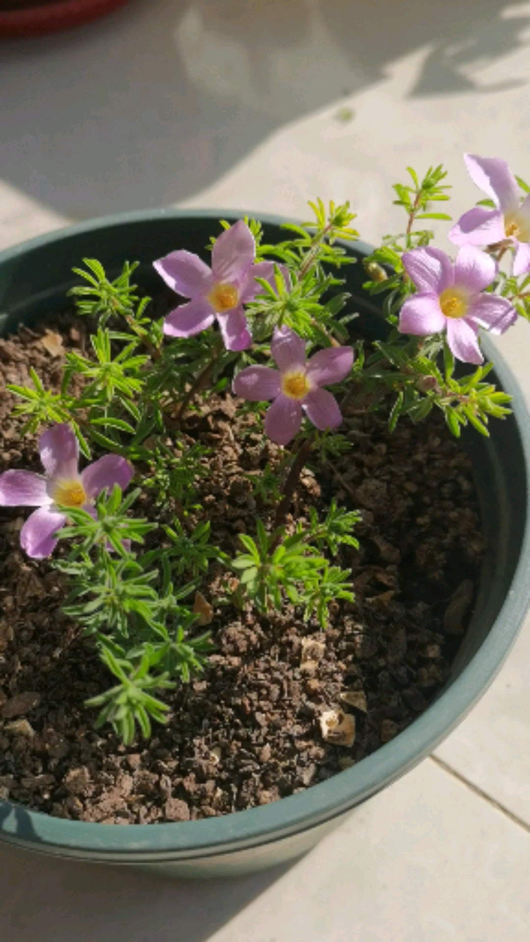 养花治愈生活#紫色长发公主酢浆草,我的最爱