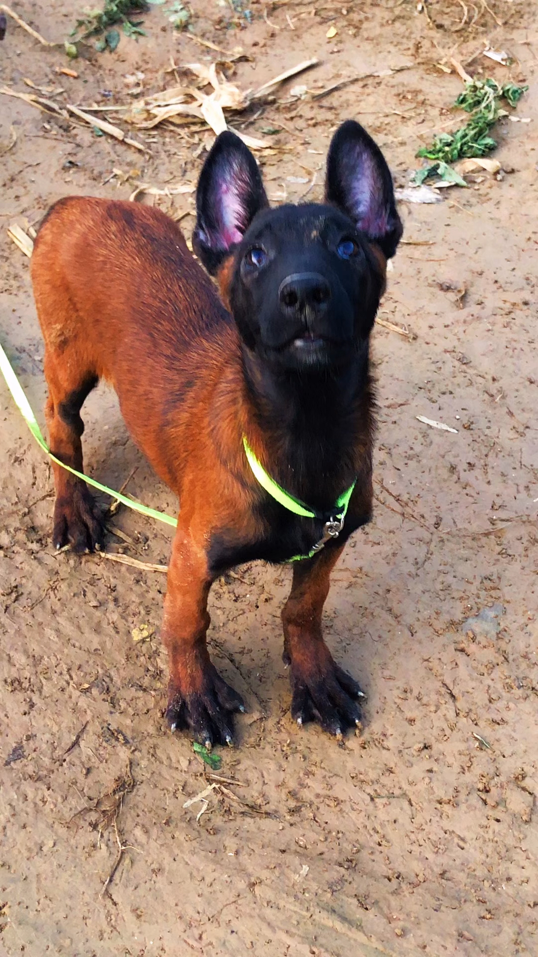 马犬#红马动力也不差