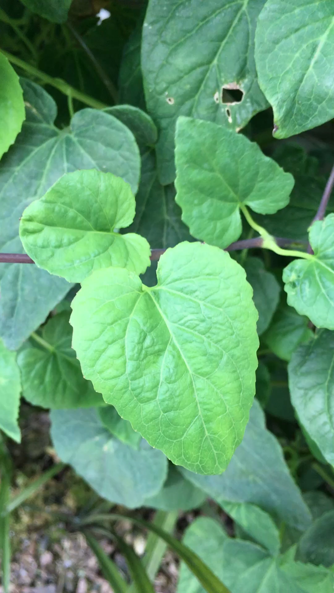 大花金钱豹又名土人参,花朵金黄如钱币,根可煲汤似人参