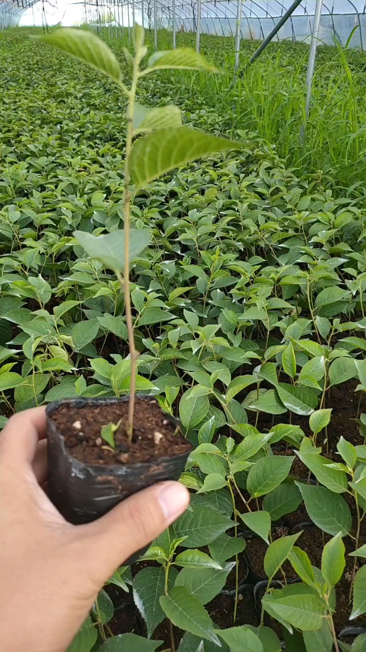 吉塞拉6号砧木苗#吉塞拉樱桃砧木苗