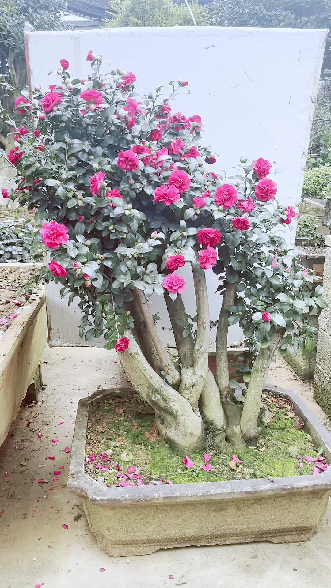 财神茶梅老桩盆景满树开花含苞待放