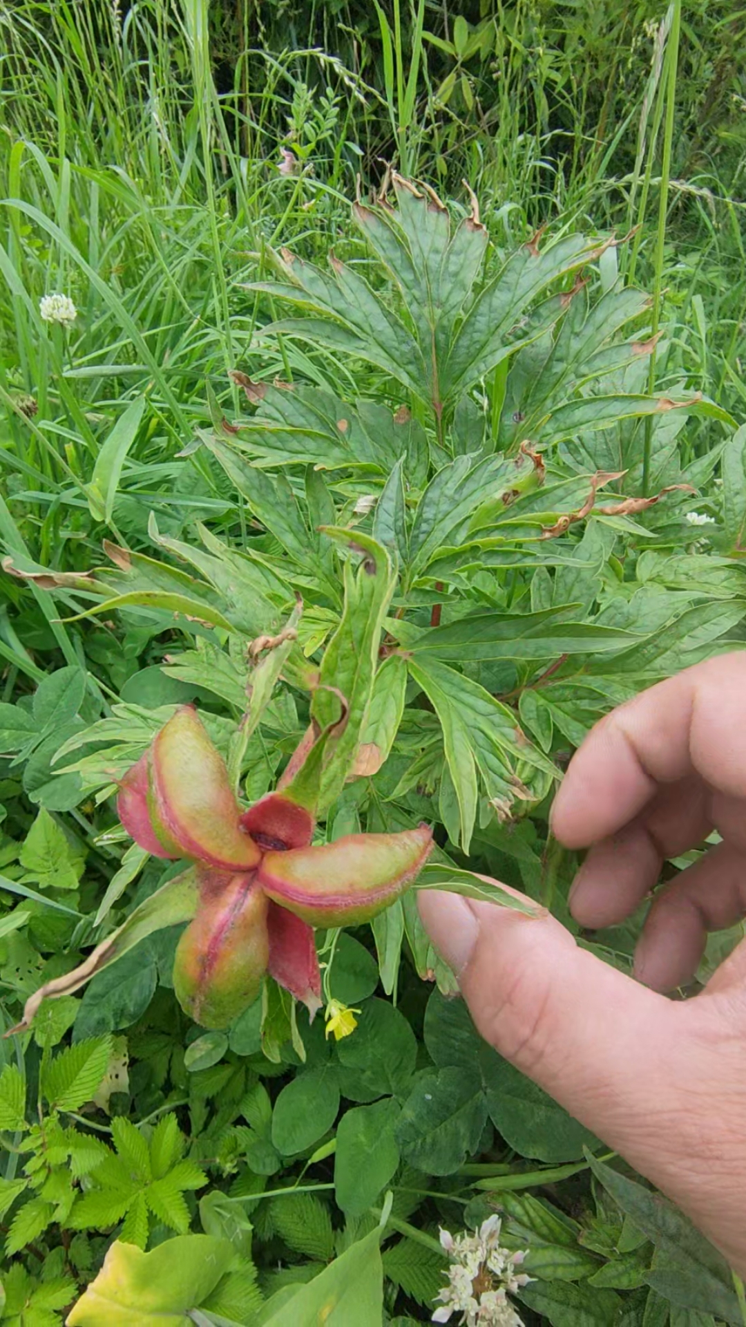 好物推荐野生芍药接种子了