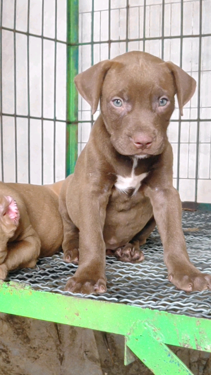 比特犬q比特幼犬