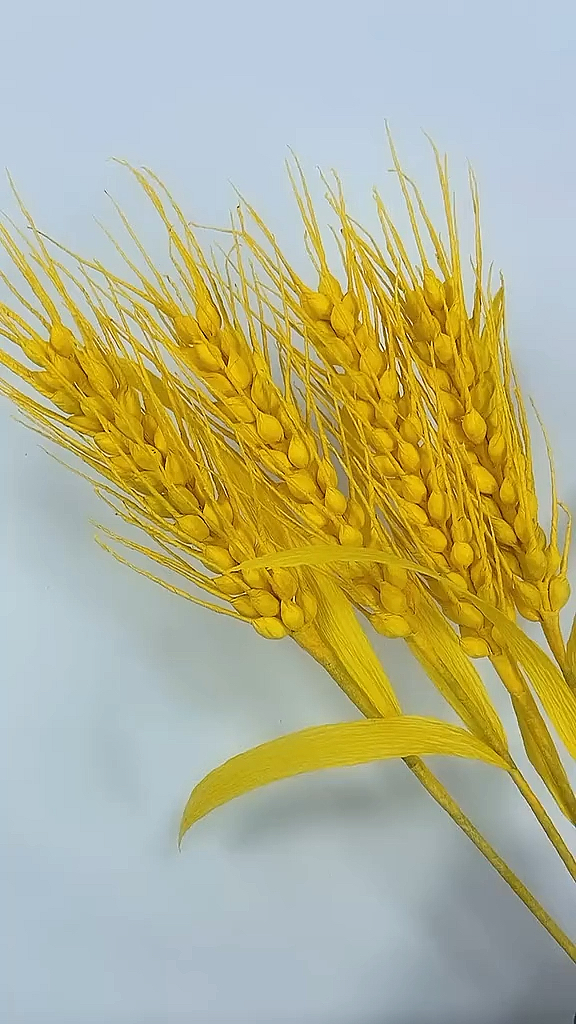金灿灿的麦穗真的吧
