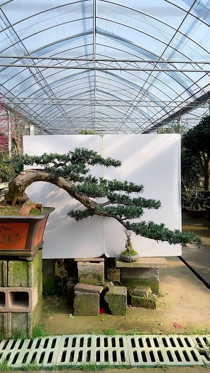 悬崖罗汉松盆景