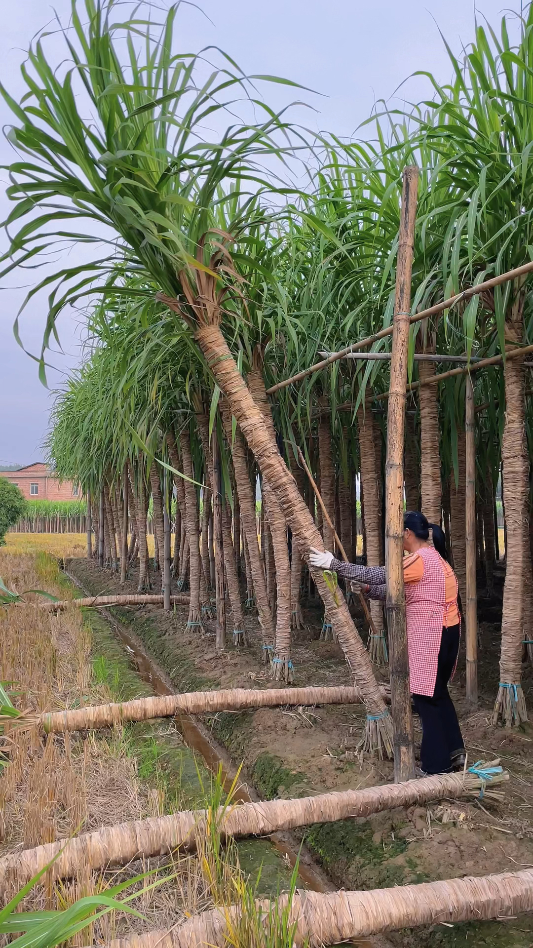 甘蔗#砍甘蔗你看多了,用铁铲砍甘蔗你未必见过,广西贵港木格白玉蔗
