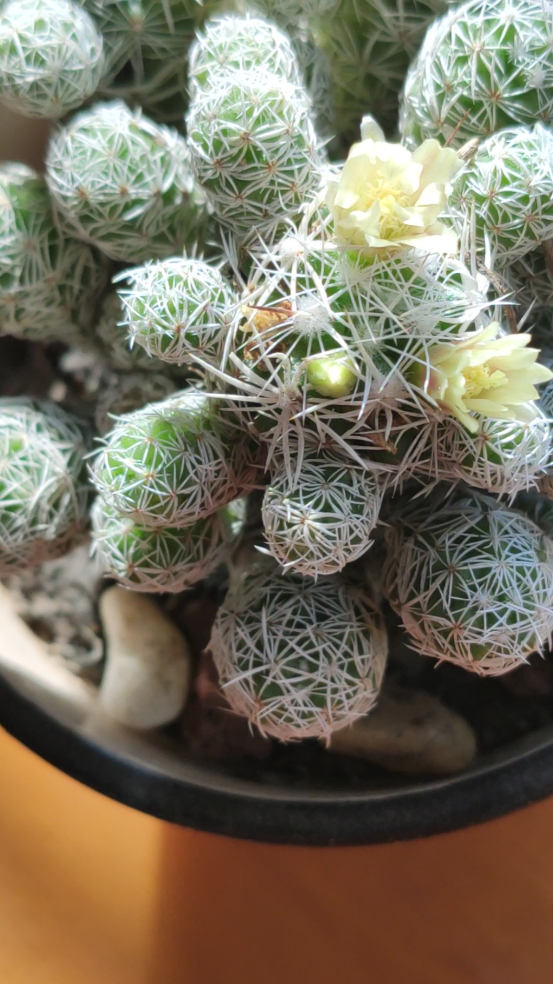 春日野餐好去处#金手指开花