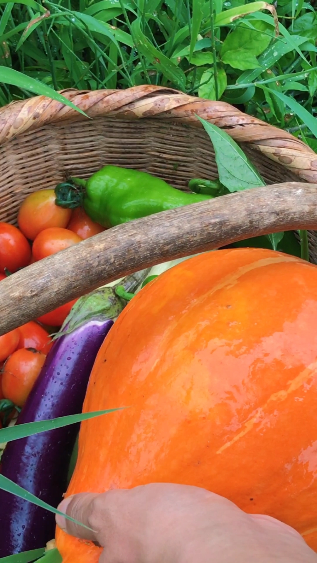 田园生活秋高气爽,秋天是收获的季节,乡村的瓜果蔬菜开始采摘啦,淖铑