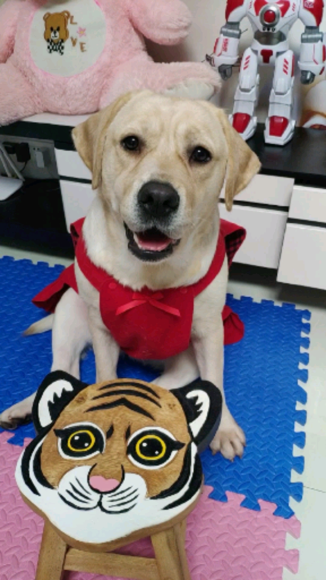 我家萌宠成精了#小狗子唱歌,是为了早点干饭