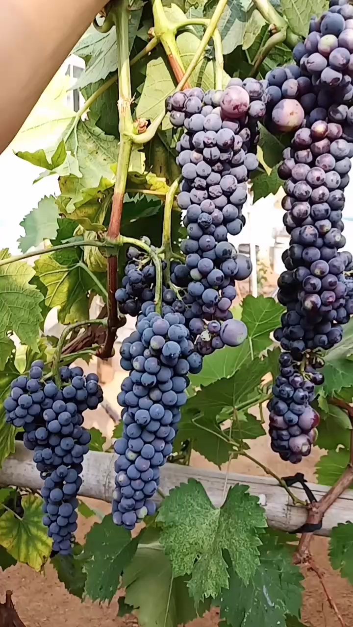 抗寒葡萄管理培育