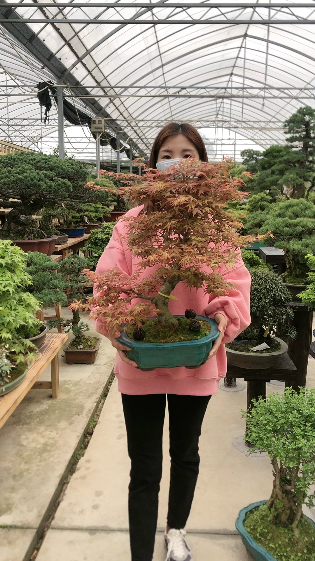 进口枫树,红千鸟