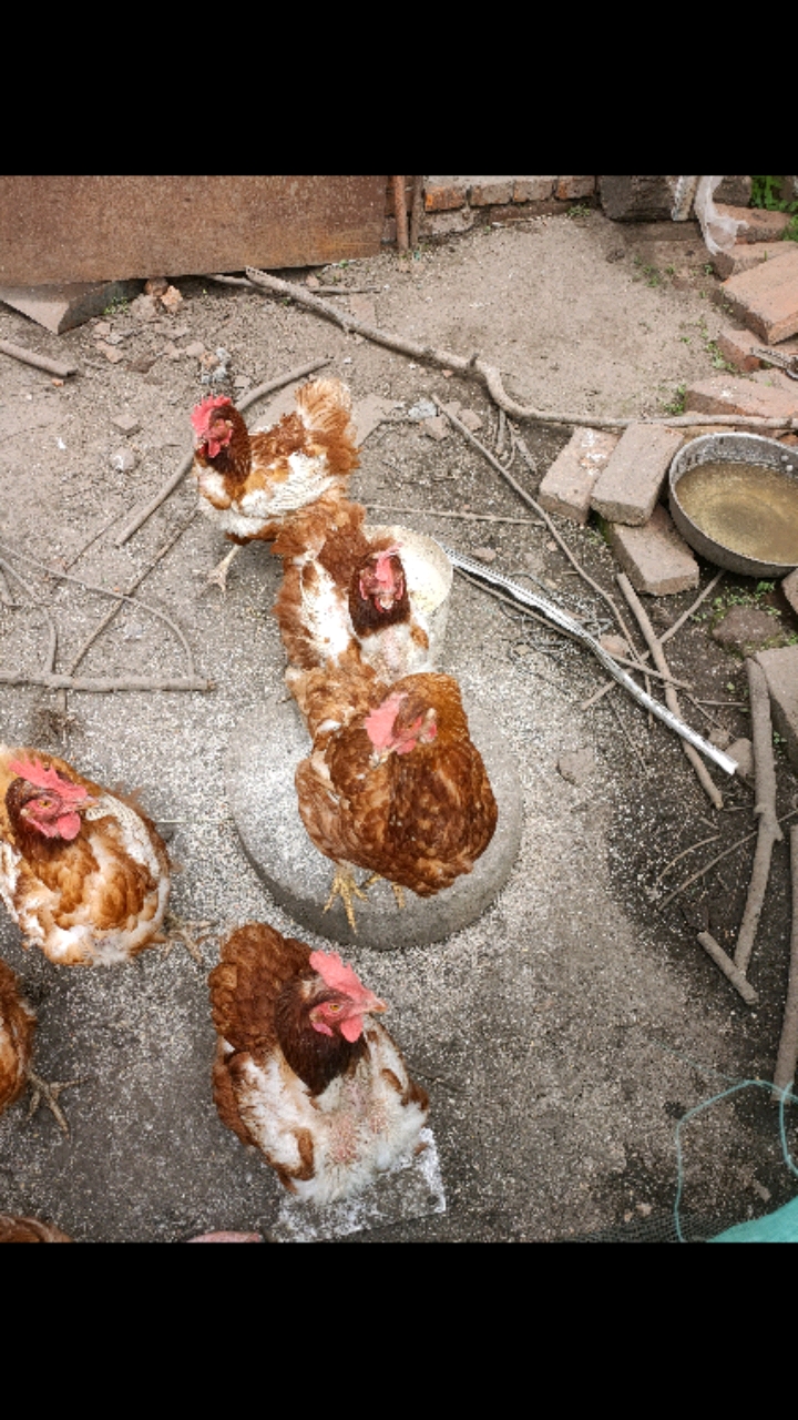 下蛋,公鸡,公鸡,下蛋,下蛋公鸡.