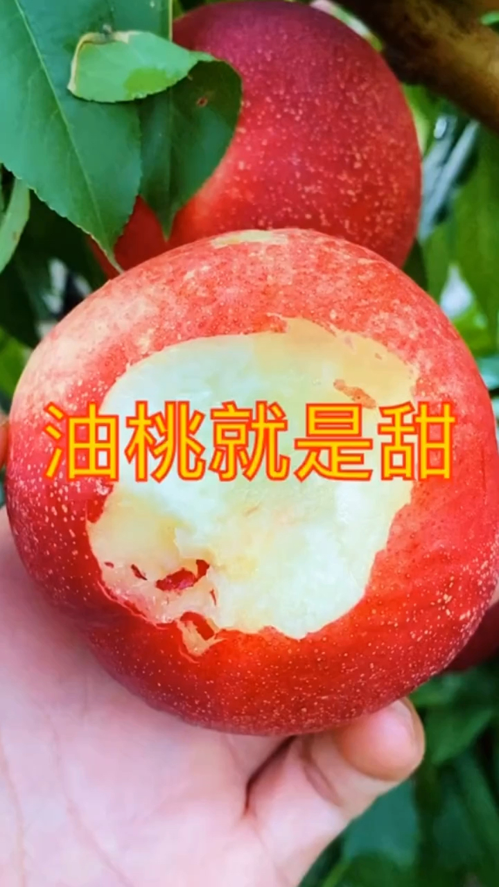 红皮白肉的红珊瑚油桃就是甜-度小视