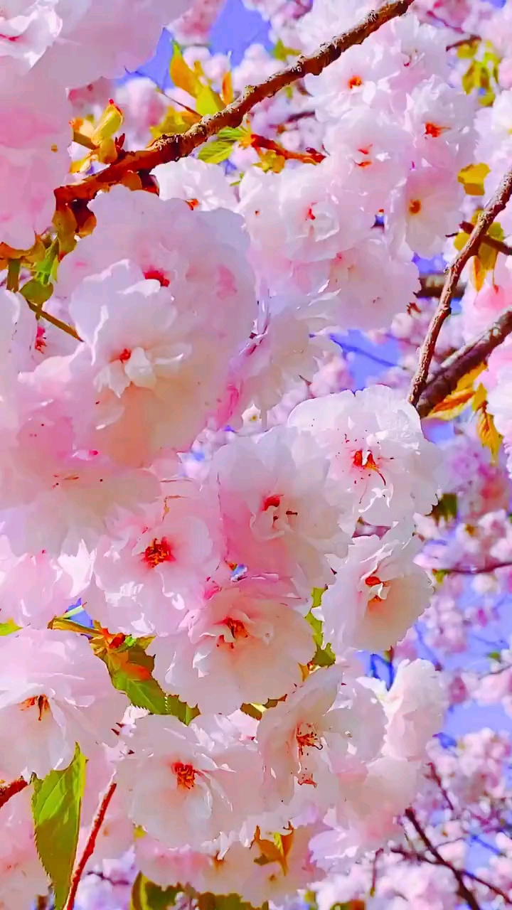 樱花限定#樱花的花语是生命,幸福,希望