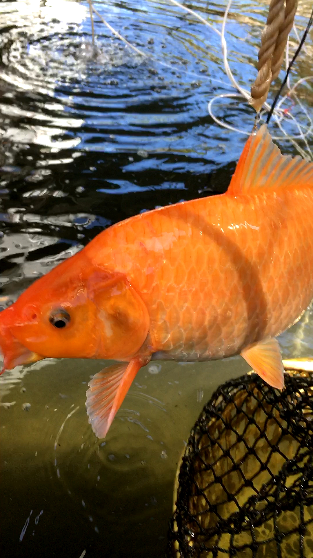 这种情况很少见,红鲤鱼挂旗游不动了