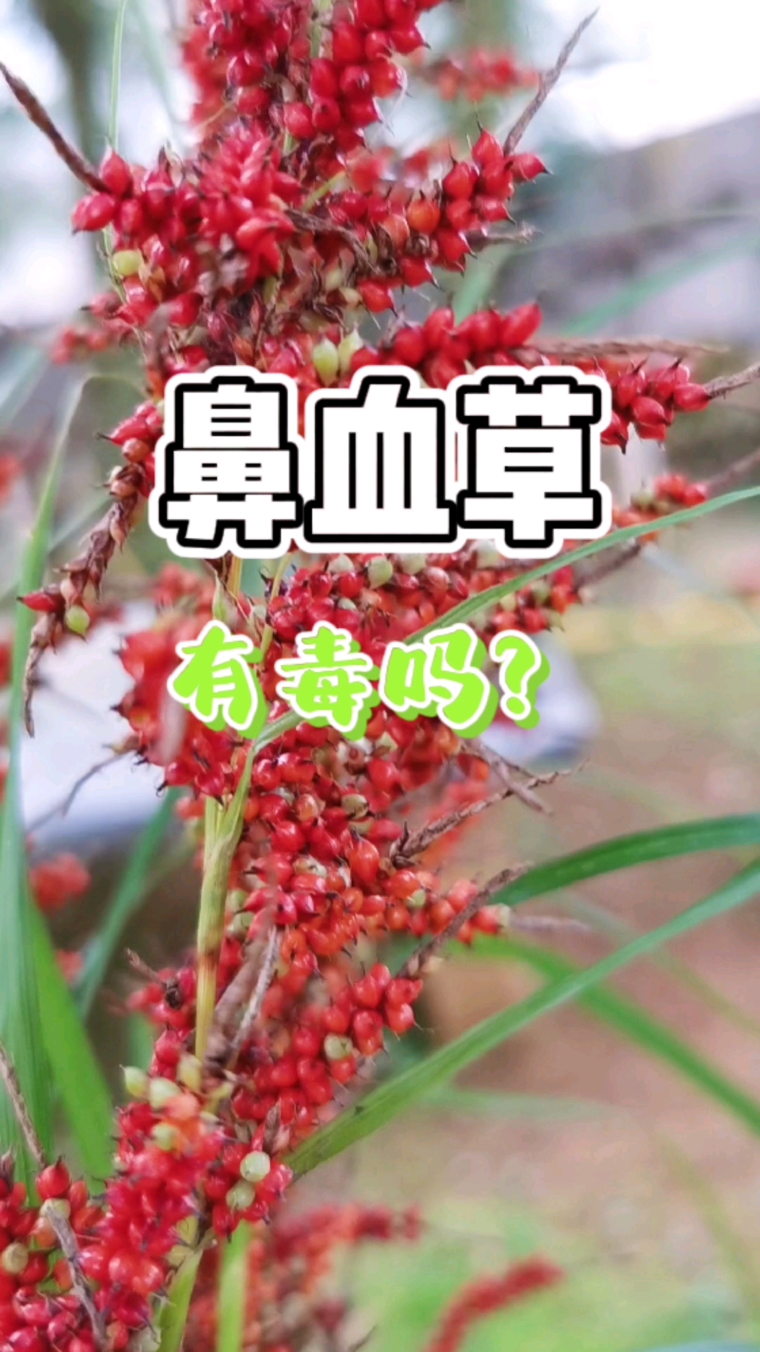 鼻血草你认识吗在古代曾是粮食现在却成了野草