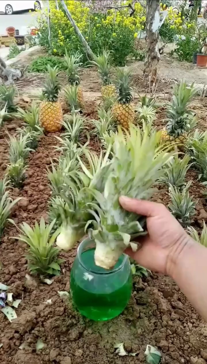 怎样种菠萝图片