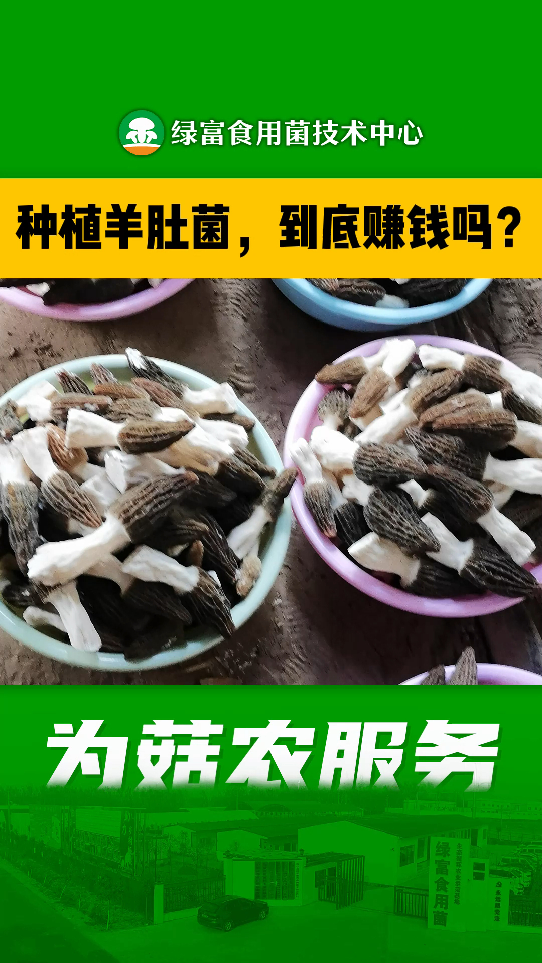 羊肚菌羊肚菌一亩成本及利润一亩地羊肚菌的纯利润是多少羊肚菌利润