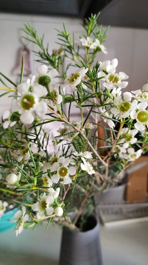 音为有你#澳洲腊梅:花朵纷繁并有有蜡质感,针状叶有松叶的清香味儿.