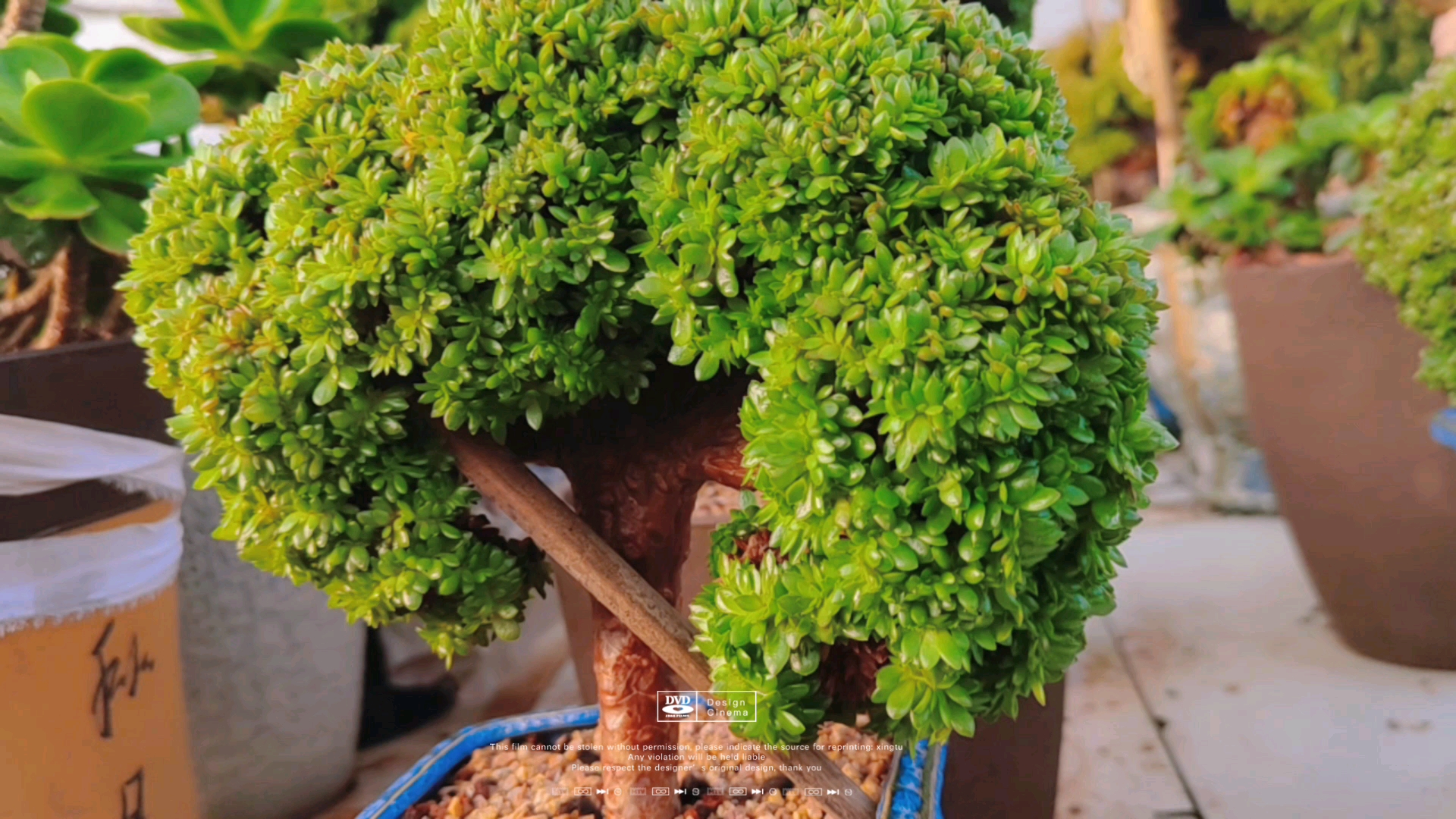 多肉植物#越长越大,大到撑不住的糖果缀化老桩!