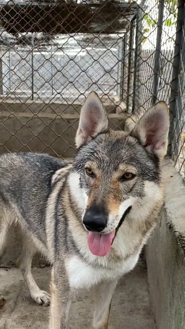 成都捷克狼犬图片