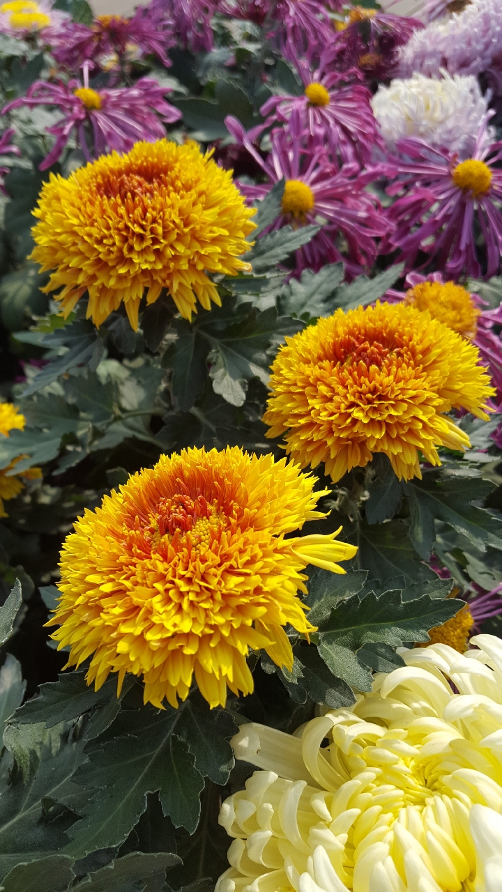 漂亮的各种各样的菊花