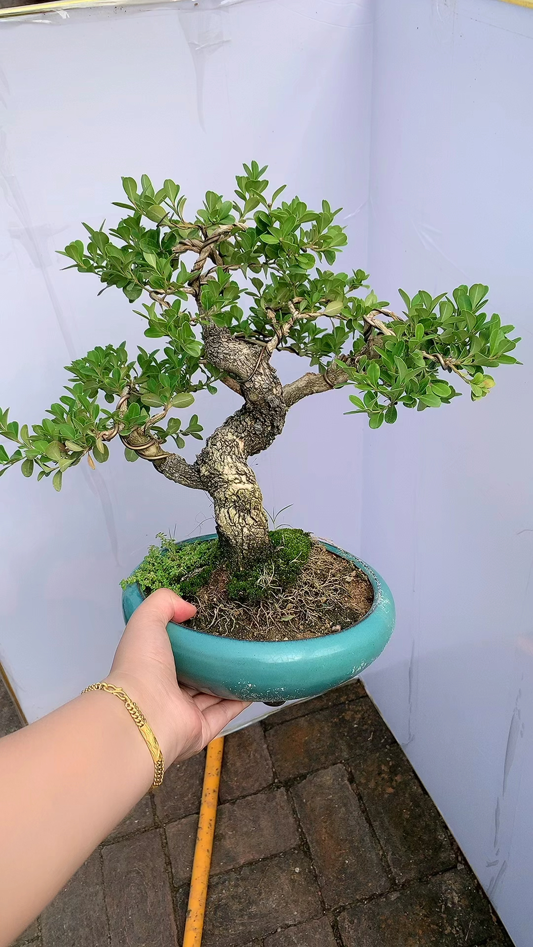 小品瓜子黄杨盆景家有黄杨国之栋梁
