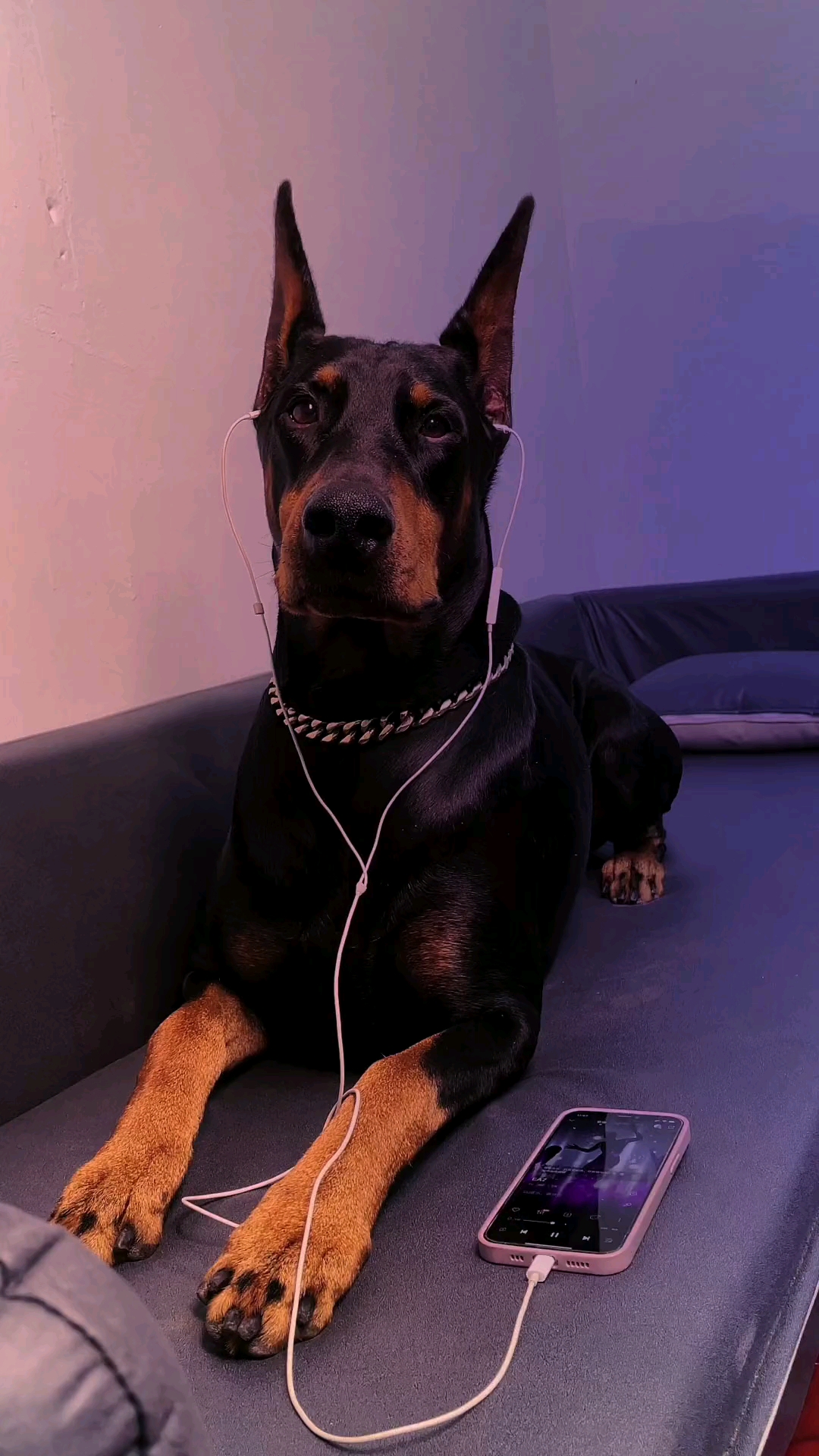 杜宾犬#西装暴徒最忠诚的护卫犬