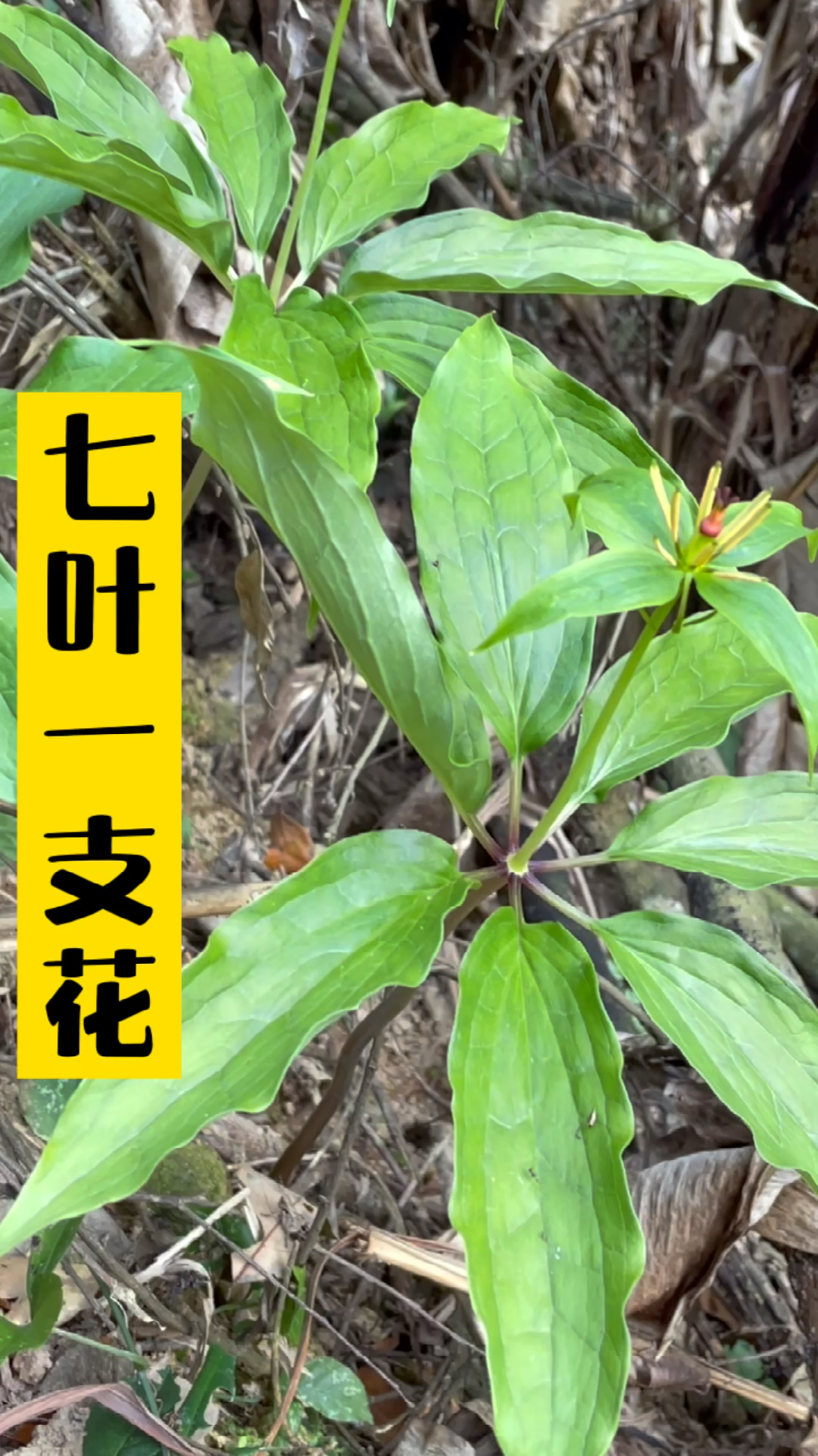 回不去了,太多七叶一枝花了