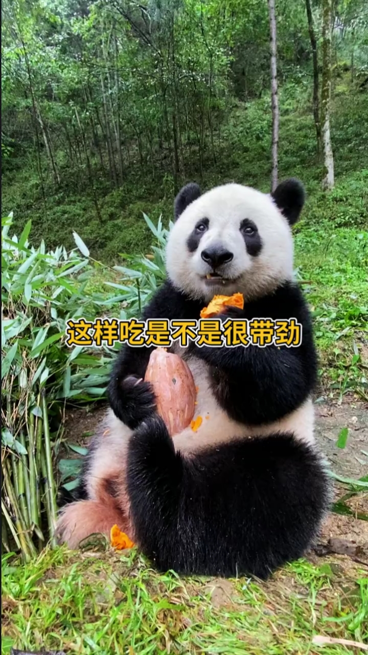 熊猫大口吃肉的感觉真带劲