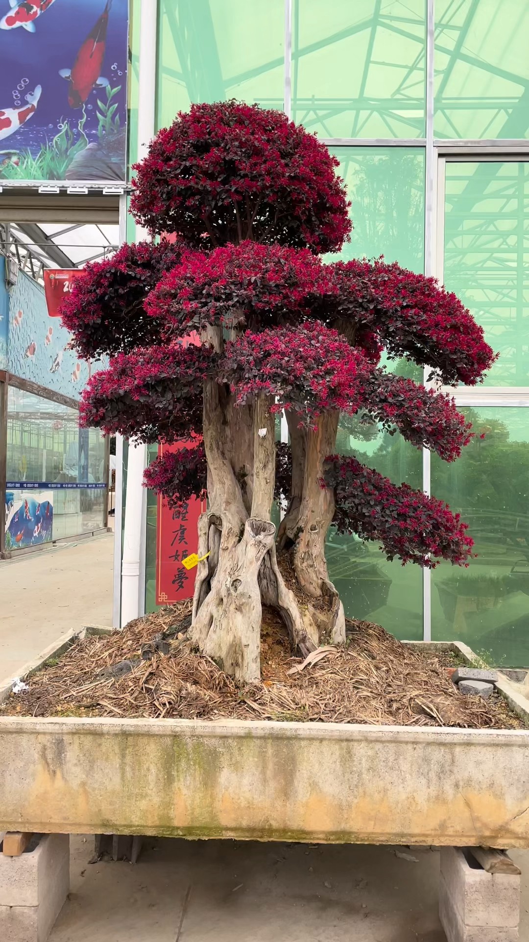 红花檵木#红花檵木桩