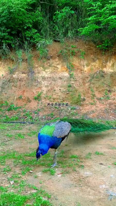 孔雀开屏吉祥如意孔雀开屏好运气