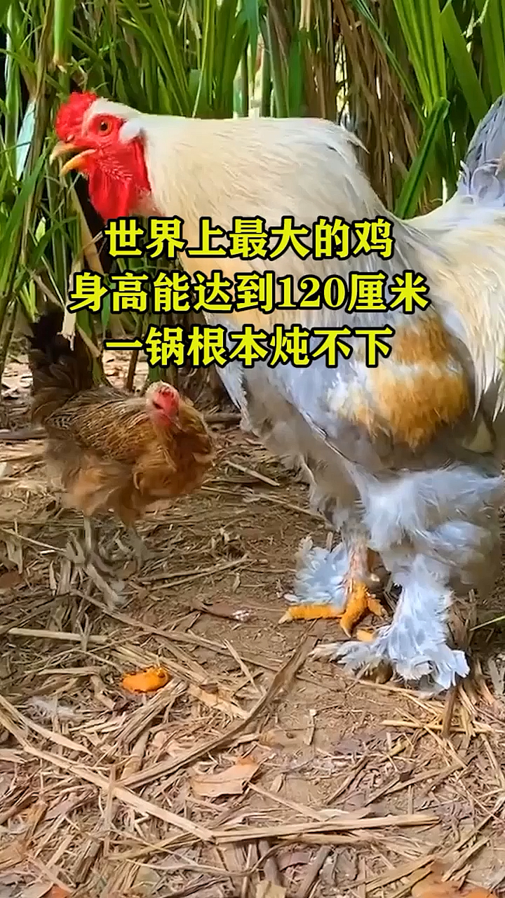 中国谁的鸡最大图片