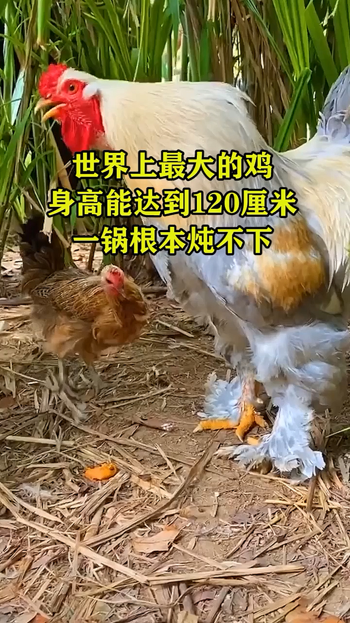世界上最大的鸡身高能达到120厘米一锅根本炖不下