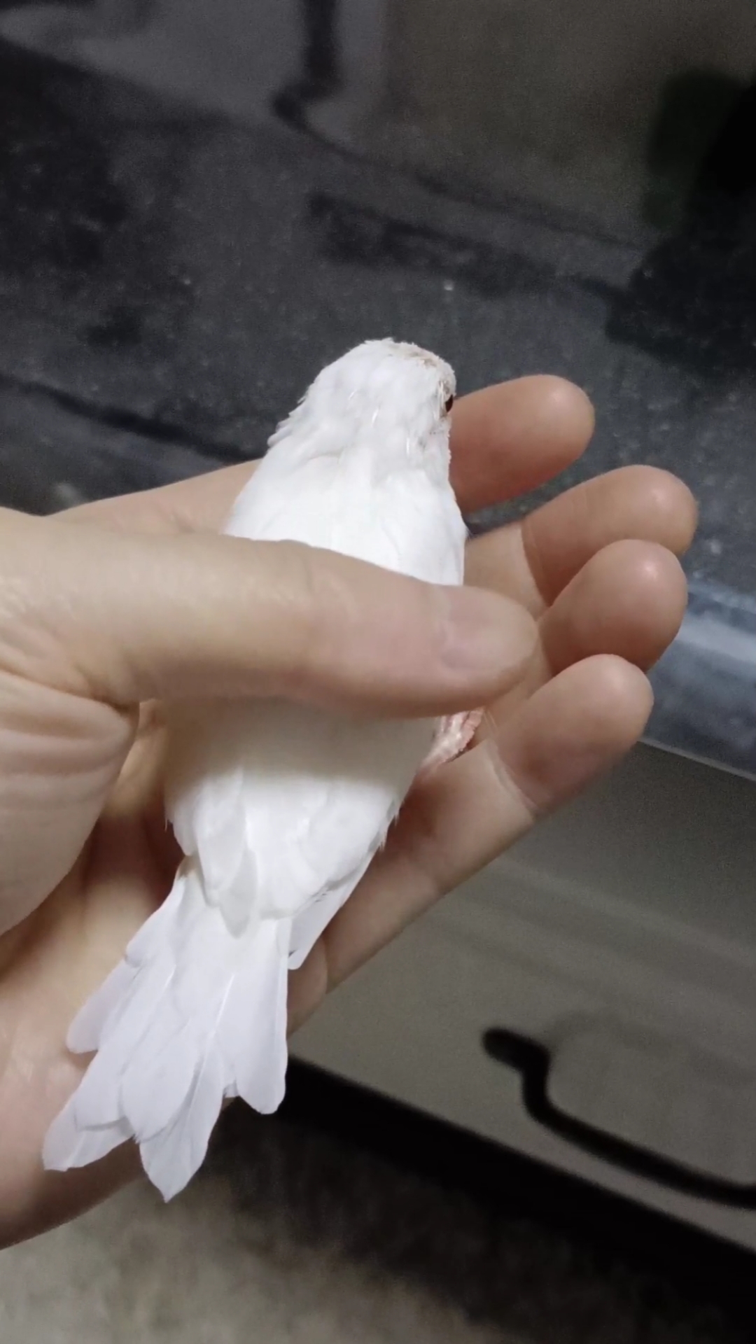 手养的文鸟太黏人了,随叫随到