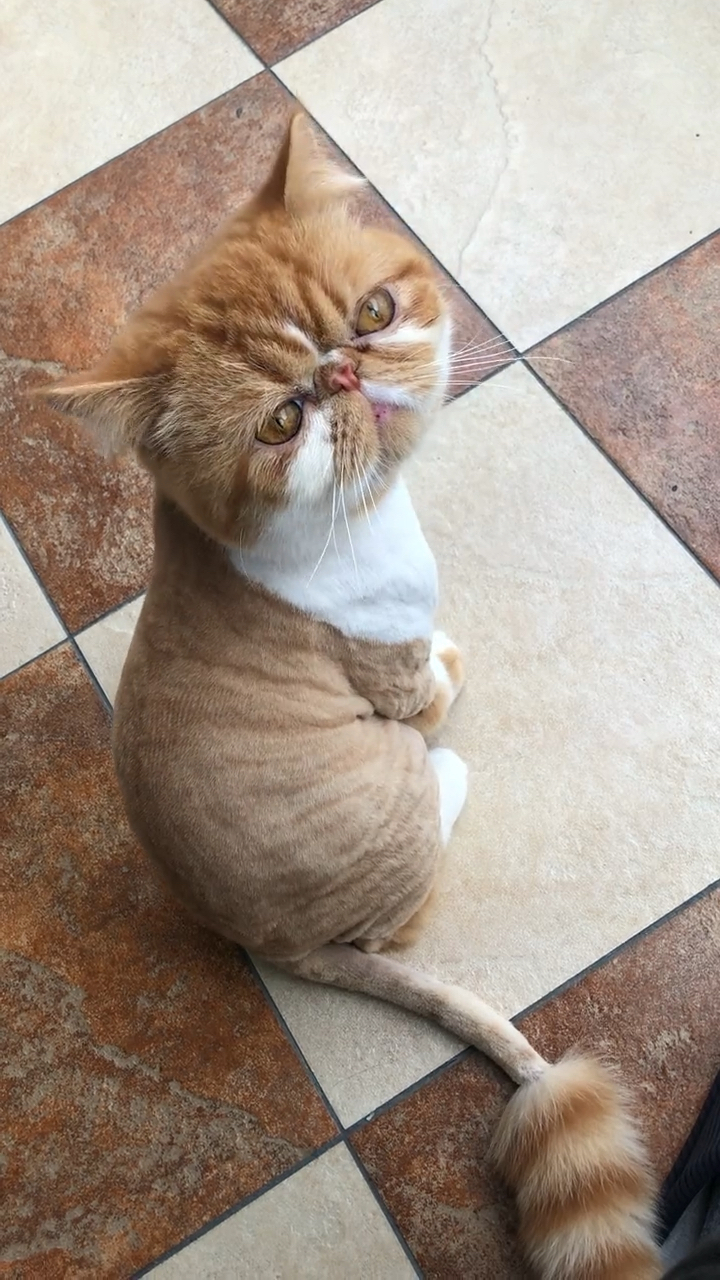大脸猫造型挺别致的呀