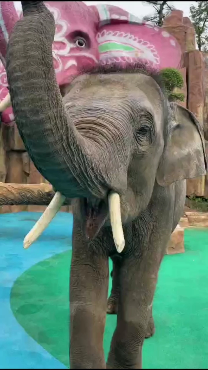 神宠来袭#大象的早餐吐司面包,晚餐,一捆香焦