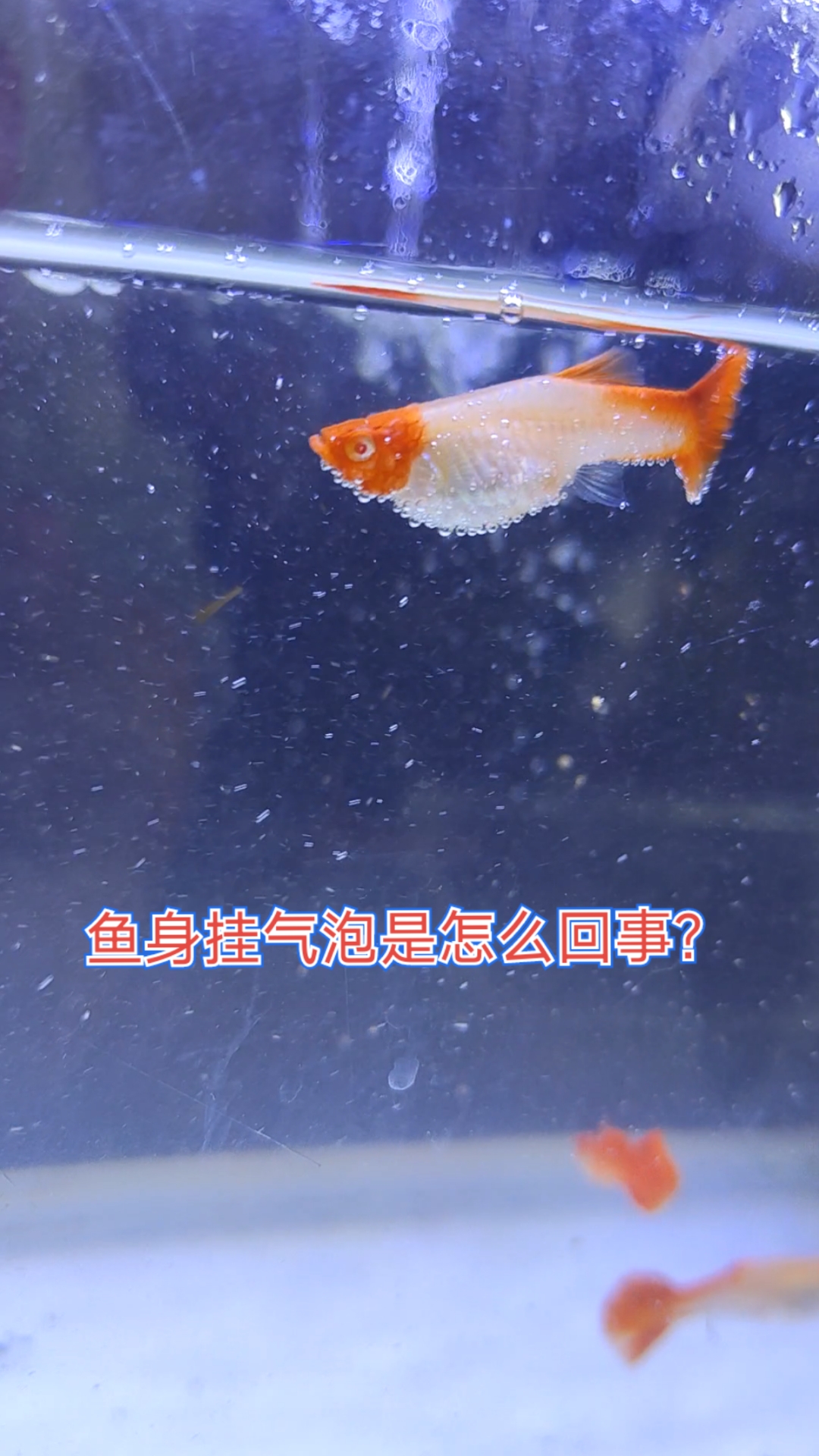 我有种不祥的预感～这鱼又病了～身上挂气泡,是怎么回事啊?